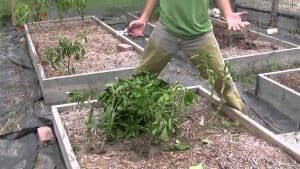 Come svernare e potare una pianta di peperoncino