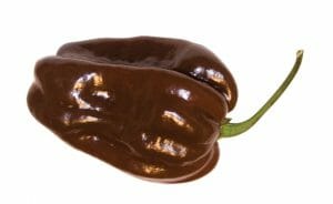 classifica peperoncini piccanti Habanero Chocolate