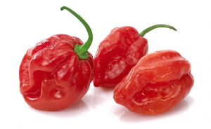 Habanero Red peperoncini più piccanti