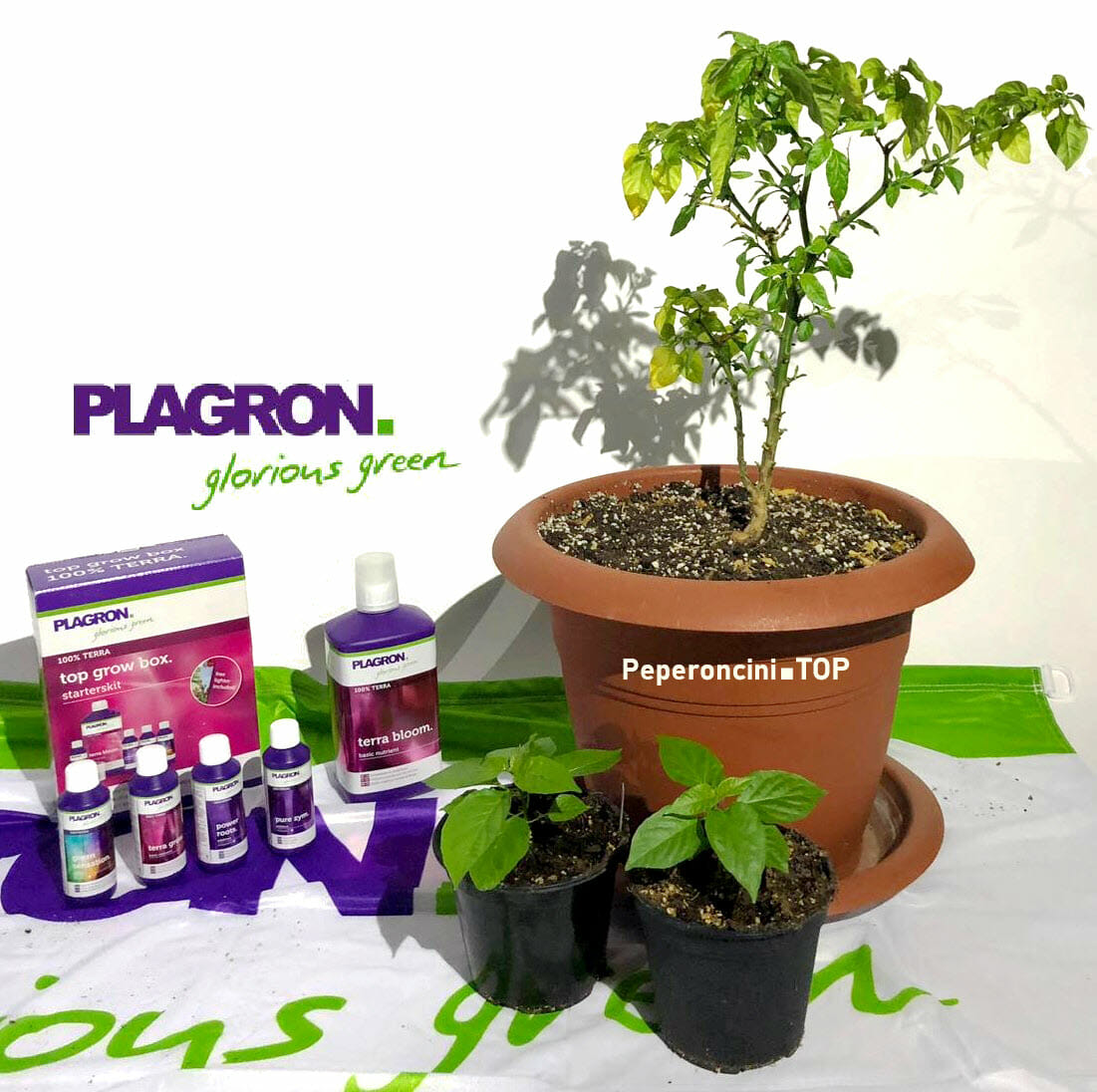 coltivare il peperoncino con plagron
