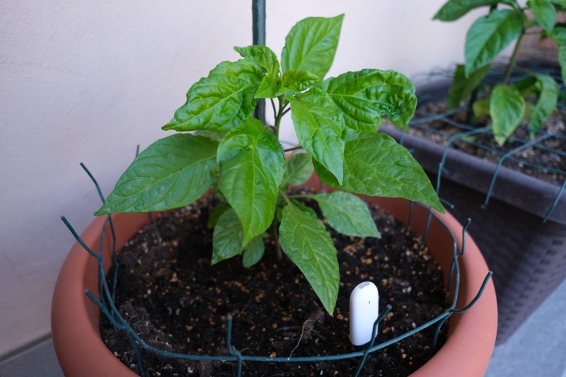 Peperoncino-piante-balcone-2019-2-A-scelta