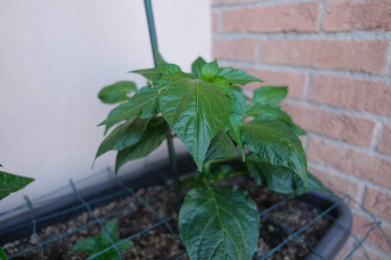 Peperoncino-piante-balcone-2019-4-A-scelta