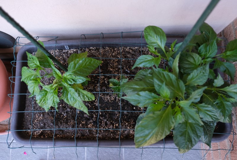 Peperoncino-piante-balcone-2019-5-A-scelta