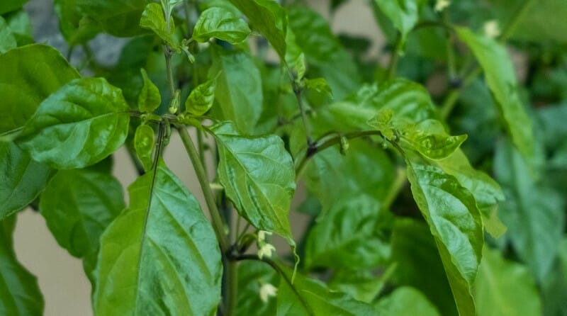 piante-peperoncini-carolina-habanero-buth-jolikia-5