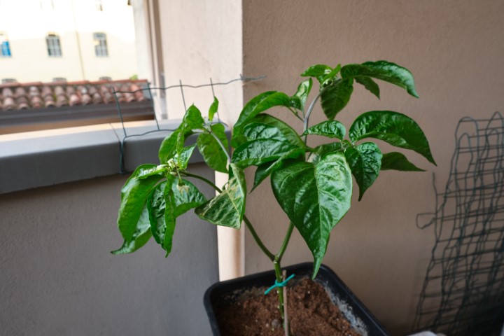 peperoncini-pianta-balcone-agosto-1-Piccola