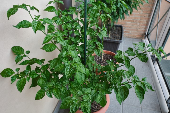 peperoncini-pianta-balcone-agosto-2-Piccola