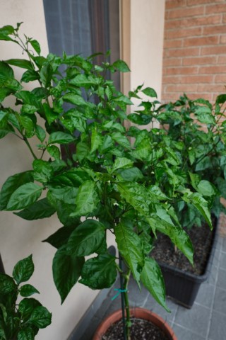 peperoncini-pianta-balcone-agosto-3-Piccola